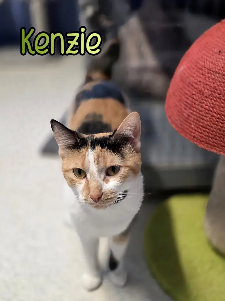 Kenzie image 2