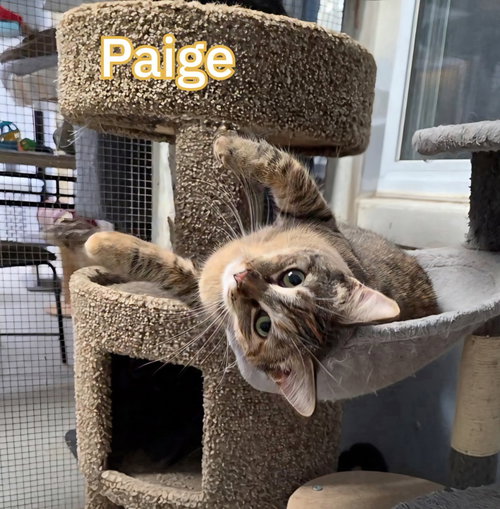 PAIGE - Domestic Short Hair available for adoption