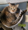 Paige - Photo 4