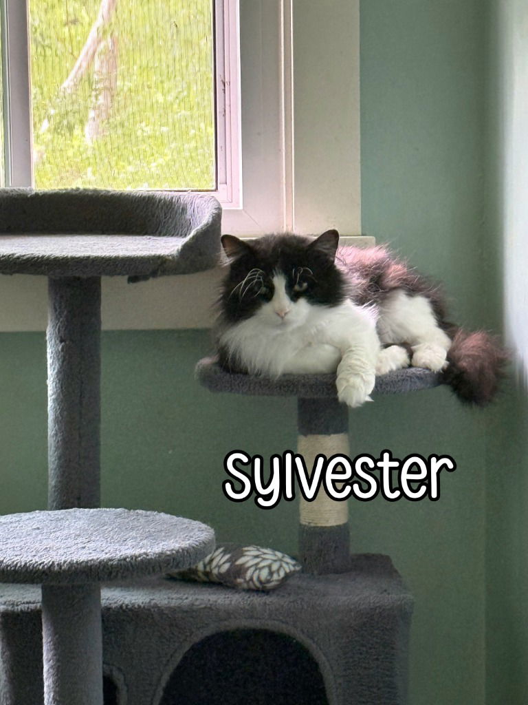 adoptable Cat in Port Clinton, OH named Sylvester