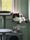 adoptable Cat in linton, IN named Sylvester