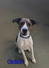adoptable Dog in linton, IN named Gator