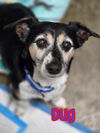 adoptable Dog in linton, IN named Dug