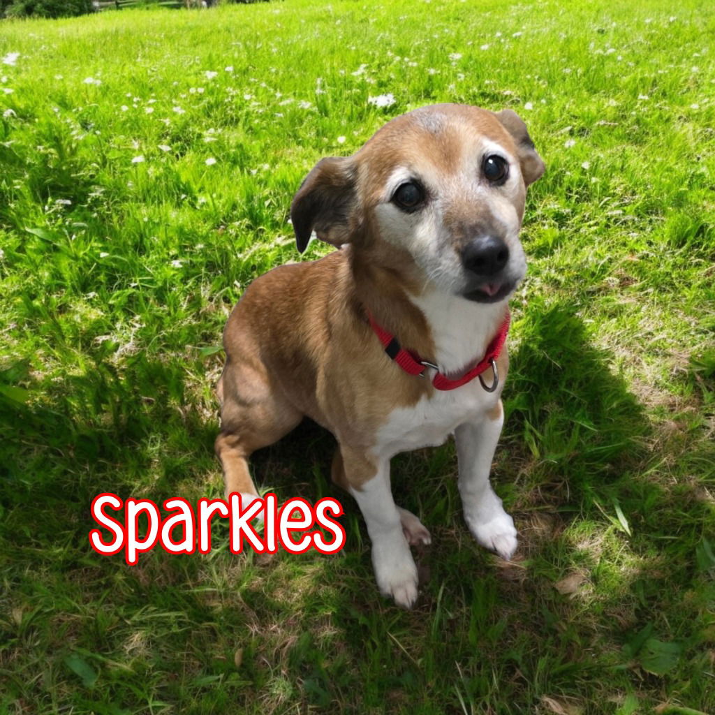 adoptable Dog in Port Clinton, OH named Sparkles