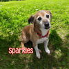 adoptable Dog in linton, IN named Sparkles