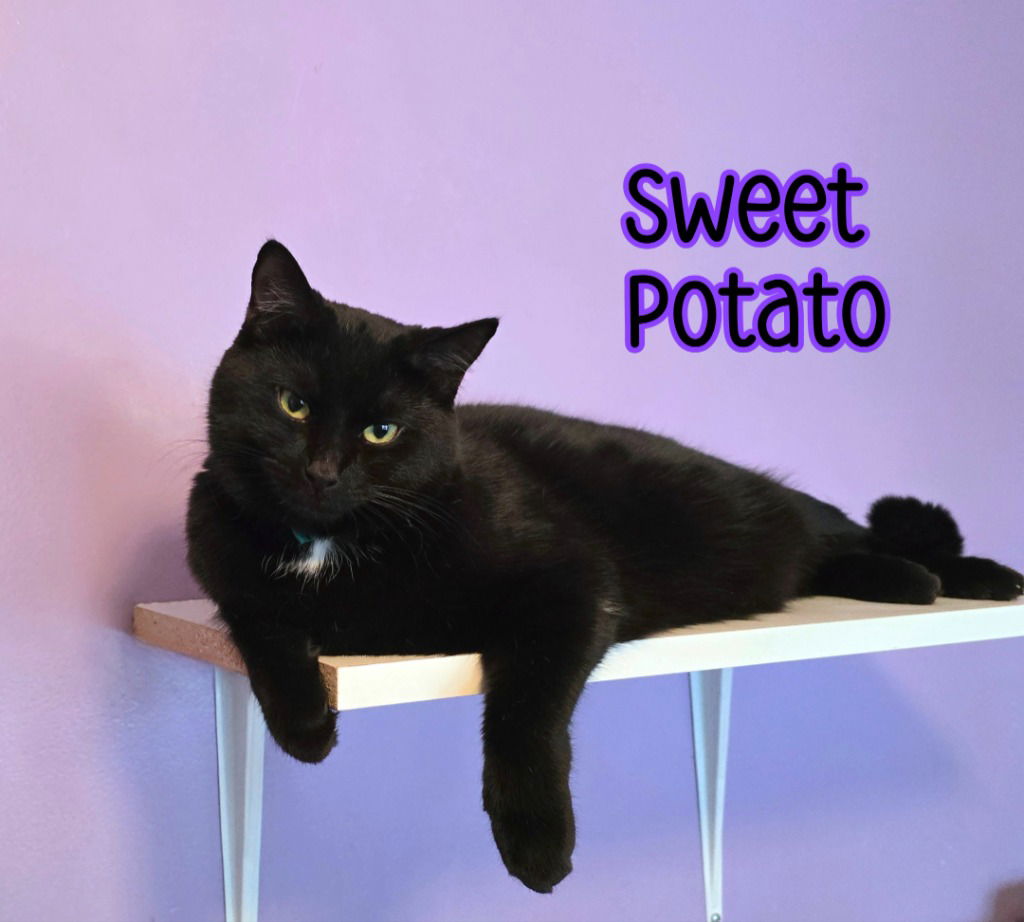 adoptable Cat in Port Clinton, OH named Sweet Potato