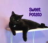 adoptable Cat in linton, IN named Sweet Potato