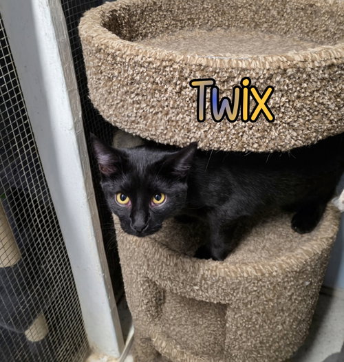 TWIX - Domestic Short Hair available for adoption