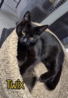 Twix - Photo 3
