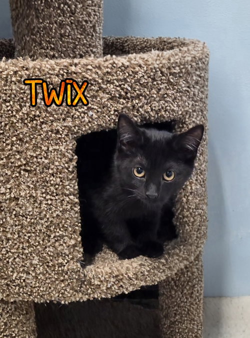 Twix, Young Domestic Short Hair / Mixed, cat for adoption in Findlay, Ohio