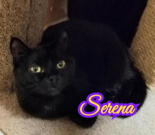 SID - Domestic Short Hair available for adoption