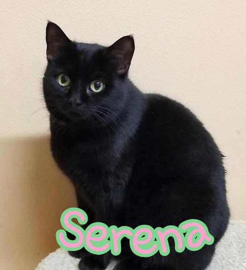 SID - Domestic Short Hair available for adoption
