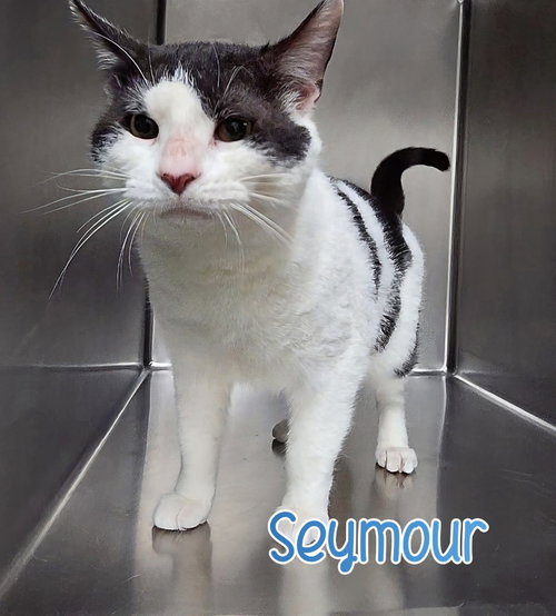 picture of the cat needing adoption