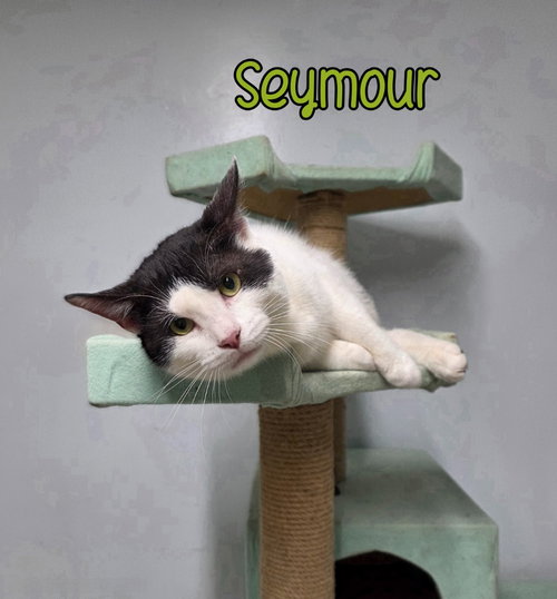 Sid, Young Domestic Short Hair / Mixed, cat for adoption in Findlay, Ohio