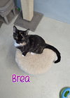 Brea - Photo 2