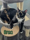 Brea - Photo 3