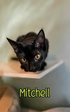 Mitchell - Photo 3