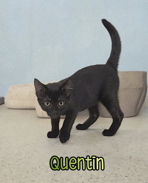 Quentin, Young Domestic Short Hair / Mixed, cat for adoption in Findlay, Ohio