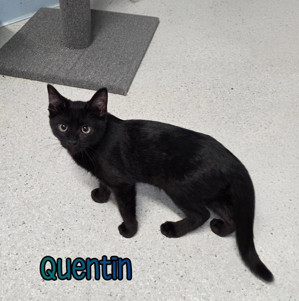 Quentin