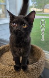 Ovi - Photo 1