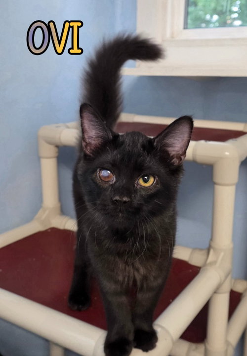 OVI - Domestic Long Hair available for adoption