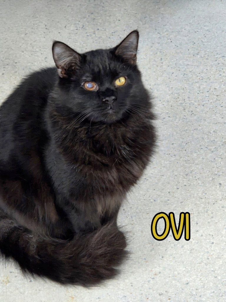 Ovi