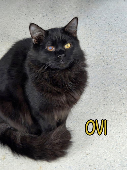picture of the cat needing adoption