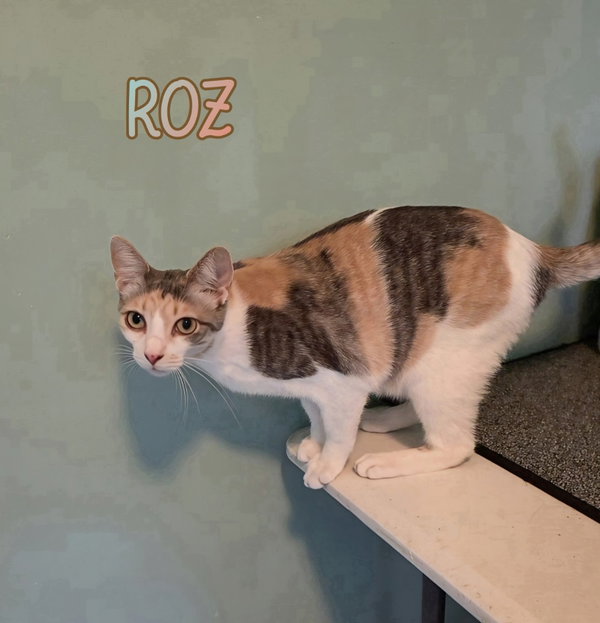 Roz