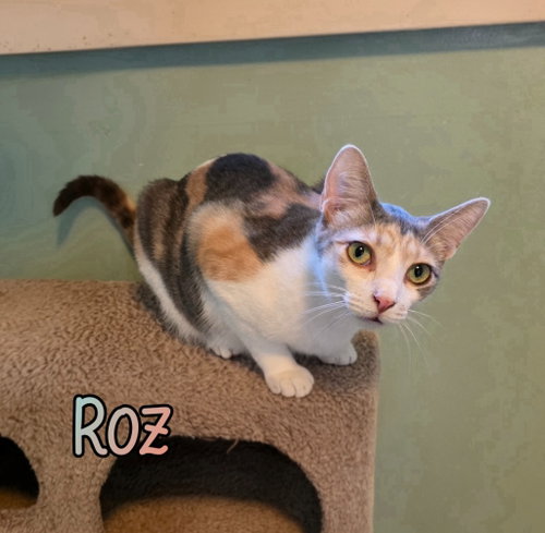 Roz, an adoptable Domestic Short Hair in Port Clinton, OH