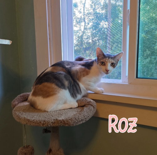 Photo 2 of Roz