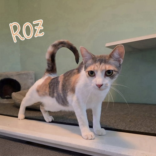 Photo 3 of Roz