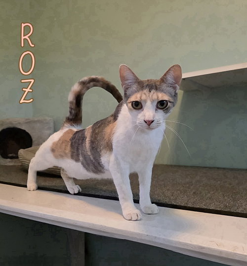 Photo 4 of Roz