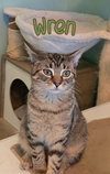 Wren - Photo 2
