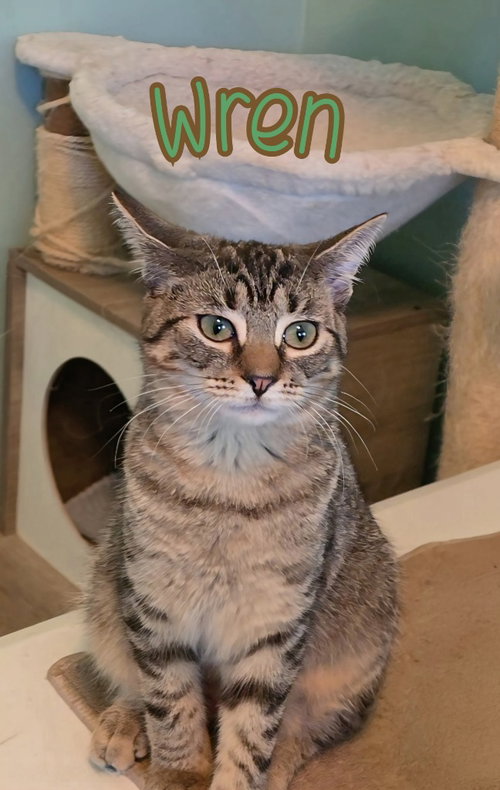 WREN - Domestic Short Hair available for adoption