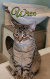 Wren - Photo 3