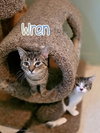Wren - Photo 4