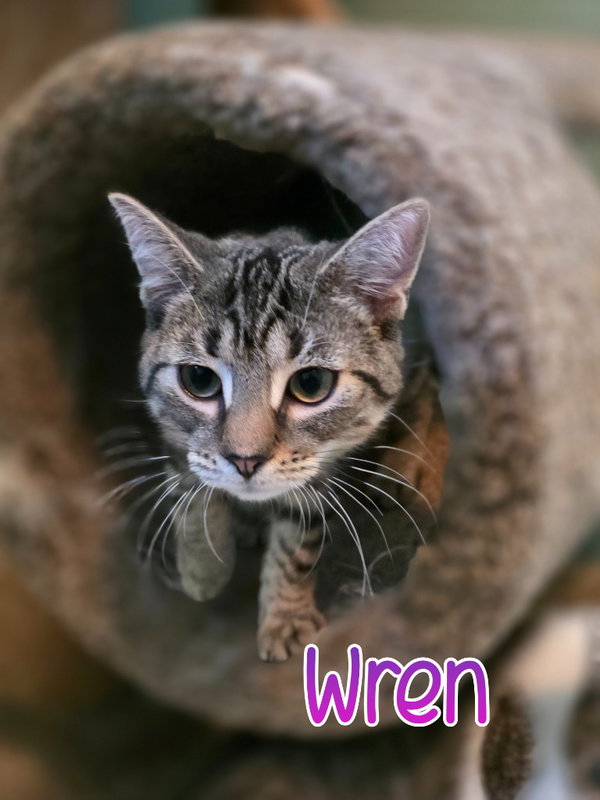 Wren