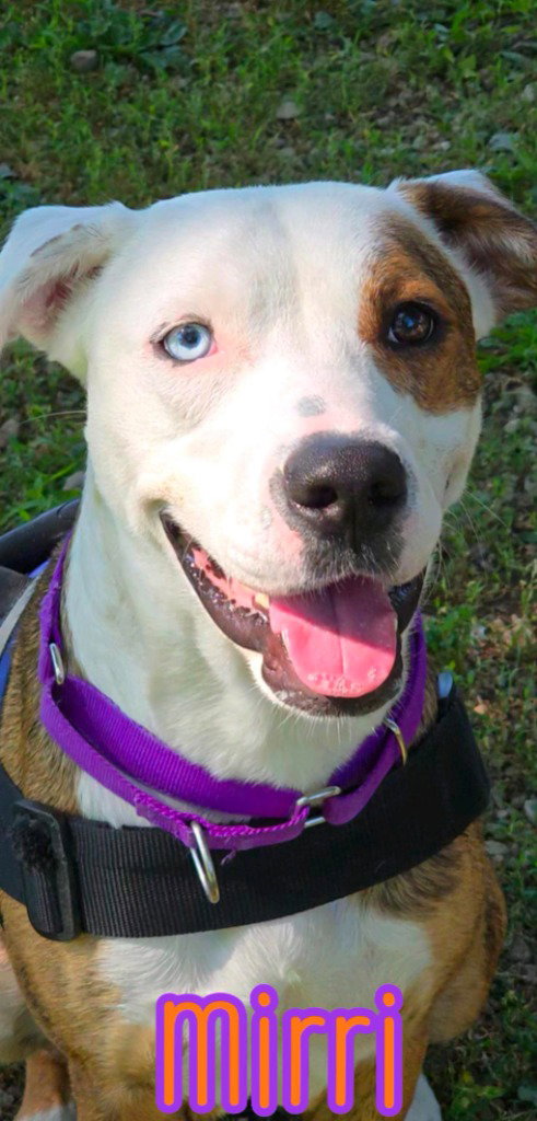 MIRRI - Australian Shepherd / Boxer available for adoption