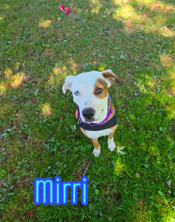 Mirri