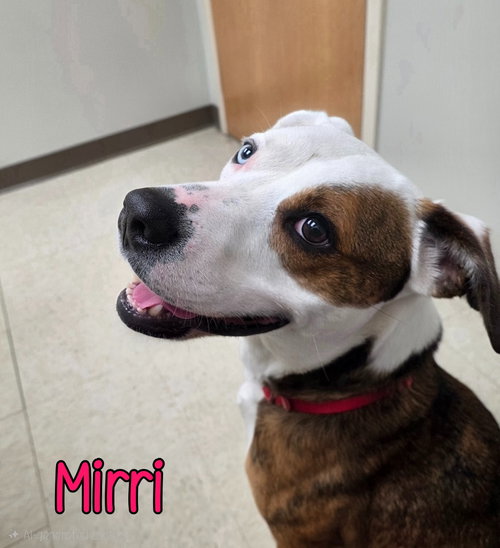 Mirri, an adoptable Australian Shepherd in Port Clinton, OH
