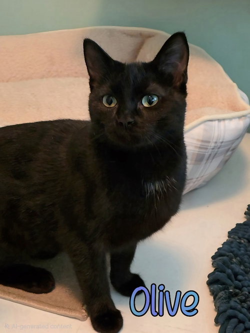 OLIVE - Domestic Short Hair available for adoption