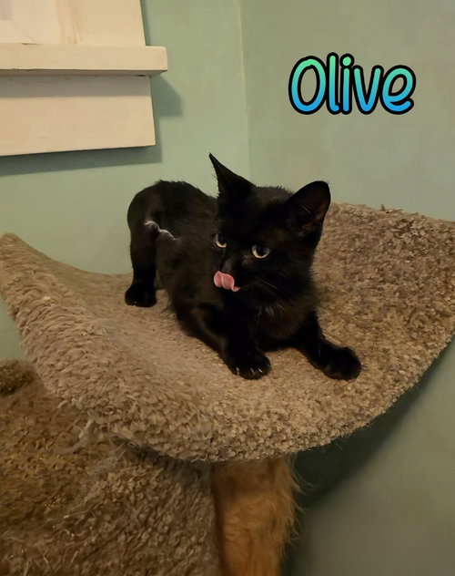 Photo 3 of Olive