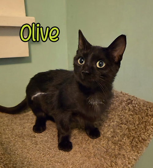 Photo 4 of Olive