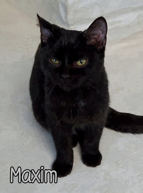 MAXIM - Domestic Short Hair available for adoption
