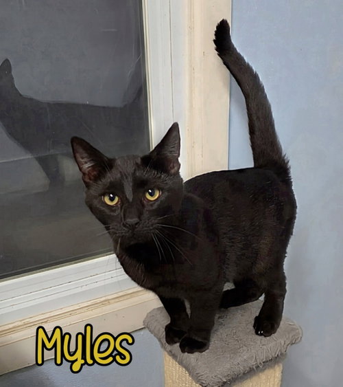picture of the cat needing adoption