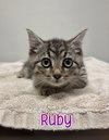 Ruby - Photo 1
