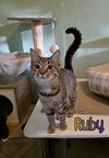 Ruby - Photo 2