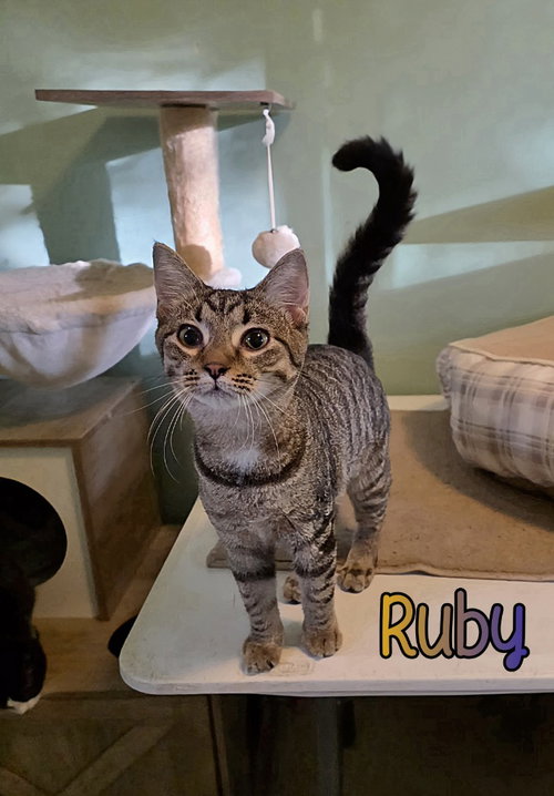 RUBY - Domestic Short Hair available for adoption