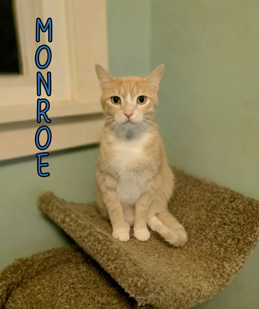 Monroe - Domestic Short Hair