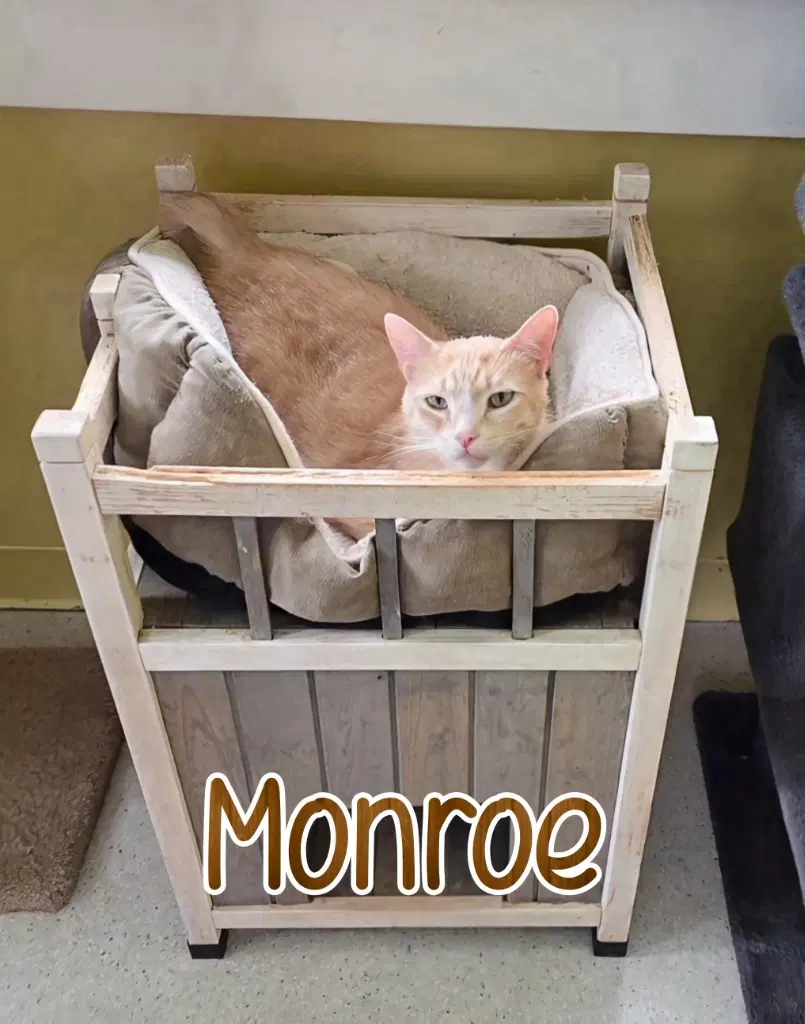 Monroe image 3